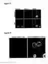 Fig. 08 - Optical imaging probes
