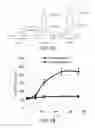 Fig. 07 - Conjugates of a polymer, a bisphosphonate and an anti-angiogenesis agent and uses thereof in the treatment and monitoring of bone related diseases