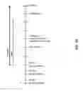 Fig. 22 - Human facilitating cells