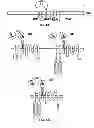 Fig. 04 - Multi-chain chimeric antigen receptor and uses thereof