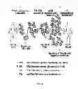 Fig. 06 - Multi-chain chimeric antigen receptor and uses thereof