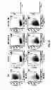 Fig. 15 - Multi-chain chimeric antigen receptor and uses thereof