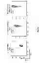 Fig. 30 - Multi-chain chimeric antigen receptor and uses thereof