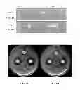Fig. 07 - USE OF PROBIOTIC BACTERIAL STRAINS AS A PROPHYLACTIC TOOL AGAINST UTERINE INFECTIONS IN PREGNANT FEMALE RUMINANTS