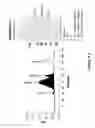 Fig. 10 - N-terminal derivatisation of proteins with polysaccharides