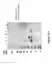 Fig. 20 - N-terminal derivatisation of proteins with polysaccharides