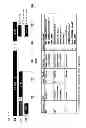Fig. 06 - Methods of treating neuroendocrine tumors using frizzled-binding agents