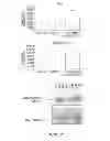 Fig. 08 - SOGA polynucleotides and polypeptides and uses thereof