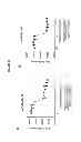 Fig. 30 - Platelet-derived growth factor B specific antibodies and compositions and uses thereof