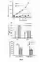 Fig. 06 - Composition comprising inhibitors of IRS-1 and of VEGF