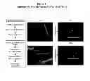 Fig. 02 - Methods and compositions for wound treatment