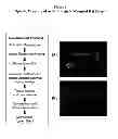 Fig. 06 - Methods and compositions for wound treatment