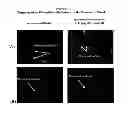 Fig. 07 - Methods and compositions for wound treatment