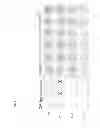 Fig. 05 - RECOMBINANT VACCINES AND USE THEREOF