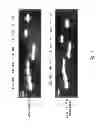 Fig. 04 - Multi plasmid system for the production of influenza virus