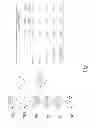 Fig. 45 - Multi plasmid system for the production of influenza virus