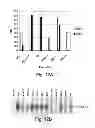 Fig. 46 - Multi plasmid system for the production of influenza virus