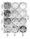 Fig. 52 - Multi plasmid system for the production of influenza virus