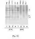 Fig. 53 - Multi plasmid system for the production of influenza virus