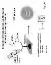 Fig. 60 - Multi plasmid system for the production of influenza virus