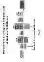 Fig. 63 - Multi plasmid system for the production of influenza virus