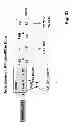 Fig. 68 - Multi plasmid system for the production of influenza virus