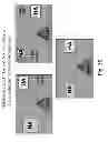 Fig. 70 - Multi plasmid system for the production of influenza virus