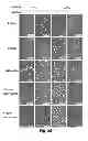 Fig. 71 - Multi plasmid system for the production of influenza virus