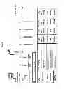 Fig. 07 - Composition containing antibiotics and lysophosphatidylcholine for boosting immunity or treatment of bacterial infections