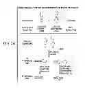Fig. 04 - Individualized cancer therapy
