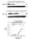 Fig. 11 - Individualized cancer therapy