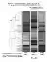 Fig. 12 - Individualized cancer therapy