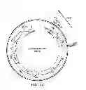 Fig. 20 - Individualized cancer therapy