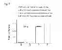 Fig. 06 - Compositions and methods for treatment of the side-effects associated with administration of cancer chemotherapeutic agents