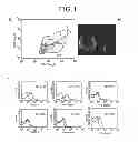 Fig. 02 - Use of microvesicles (MVs) derived from stem cells for preparing a medicament for endo/epithelial regeneration of damaged or injured tissues or organs, and related to in vitro or in vivo methods