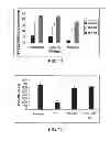 Fig. 08 - Use of microvesicles (MVs) derived from stem cells for preparing a medicament for endo/epithelial regeneration of damaged or injured tissues or organs, and related to in vitro or in vivo methods