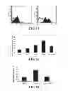 Fig. 09 - Use of microvesicles (MVs) derived from stem cells for preparing a medicament for endo/epithelial regeneration of damaged or injured tissues or organs, and related to in vitro or in vivo methods