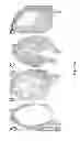 Fig. 07 - Methods of enhancing wound healing using magnesium and bromide