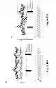 Fig. 15 - Methods of enhancing wound healing using magnesium and bromide