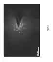Fig. 24 - Diatomaceous energy storage devices
