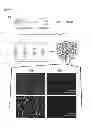 Fig. 04 - USE OF PROTEIN NANOPARTICLE BASED HYDROGEL
