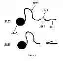 Fig. 34 - Nucleic acid sequencing using tags
