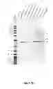 Fig. 05 - Method for DNA double-strand break repair in vitro and applications thereof