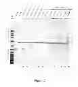 Fig. 06 - Method for DNA double-strand break repair in vitro and applications thereof