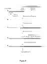 Fig. 09 - Method for DNA double-strand break repair in vitro and applications thereof