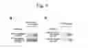 Fig. 07 - Method for determining depression, kit for analyzing serotonin transporter, and kit for analyzing ubiquitinated serotonin transporter in blood