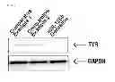 Fig. 03 - Composition for controlling chromogenesis including microRNA