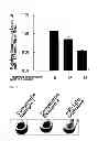 Fig. 05 - Composition for controlling chromogenesis including microRNA