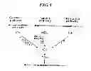 Fig. 06 - MASP-2, a complement fixing enzyme, and uses for it