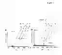 Fig. 02 - Characterization of biochips containing self-assembled monolayers